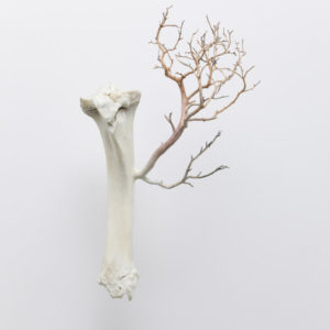 Myeongbeom Kim, Untitled, 2013, Os, branche de manzanita, 33 x 26 x 60 cm