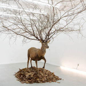 Myeongbeom Kim, Deer, 2008, Cerf naturalisé, feuilles, branches d’arbre, 550 x 550 x 400 cm