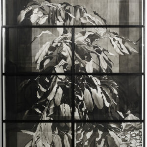 Justin Weiler, Plante en vitrine, 2019, Encre de Chine sur papier Arches, 257 x 187 cm