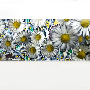Baptiste Rabichon, Les fleurs – Les paquerettes, 2016, Epreuve chromogène unique, 127 x 400 cm