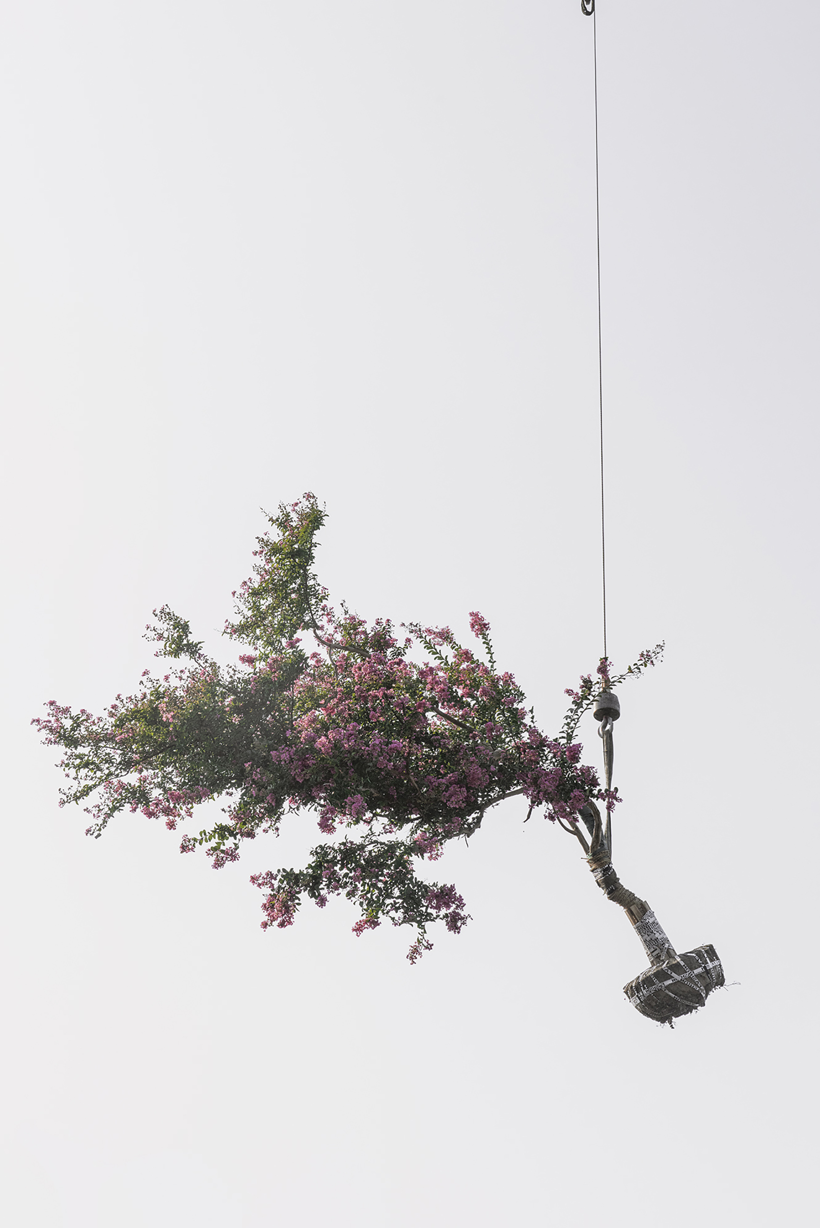 Zhang Kechun, The Sky Garden - tree (00093), 2021, Courtesy Zhang Kechun PARIS-B
