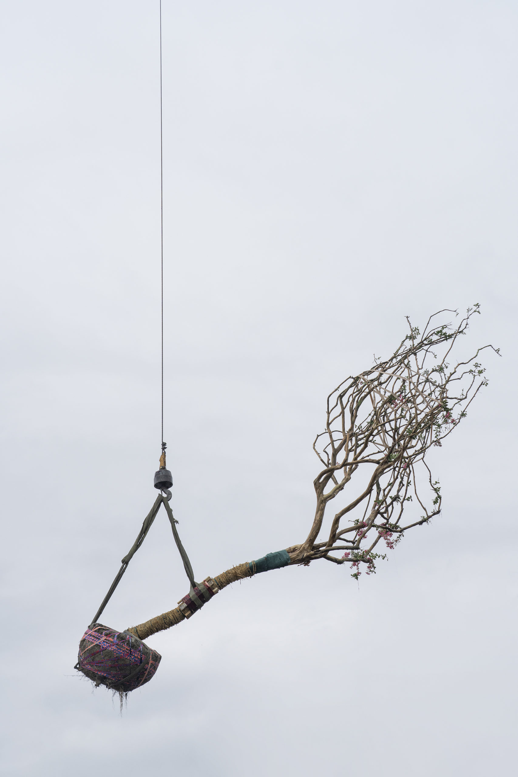 Zhang Kechun, The Sky Garden - tree (09954), 2021, Courtesy Zhang Kechun PARIS-B